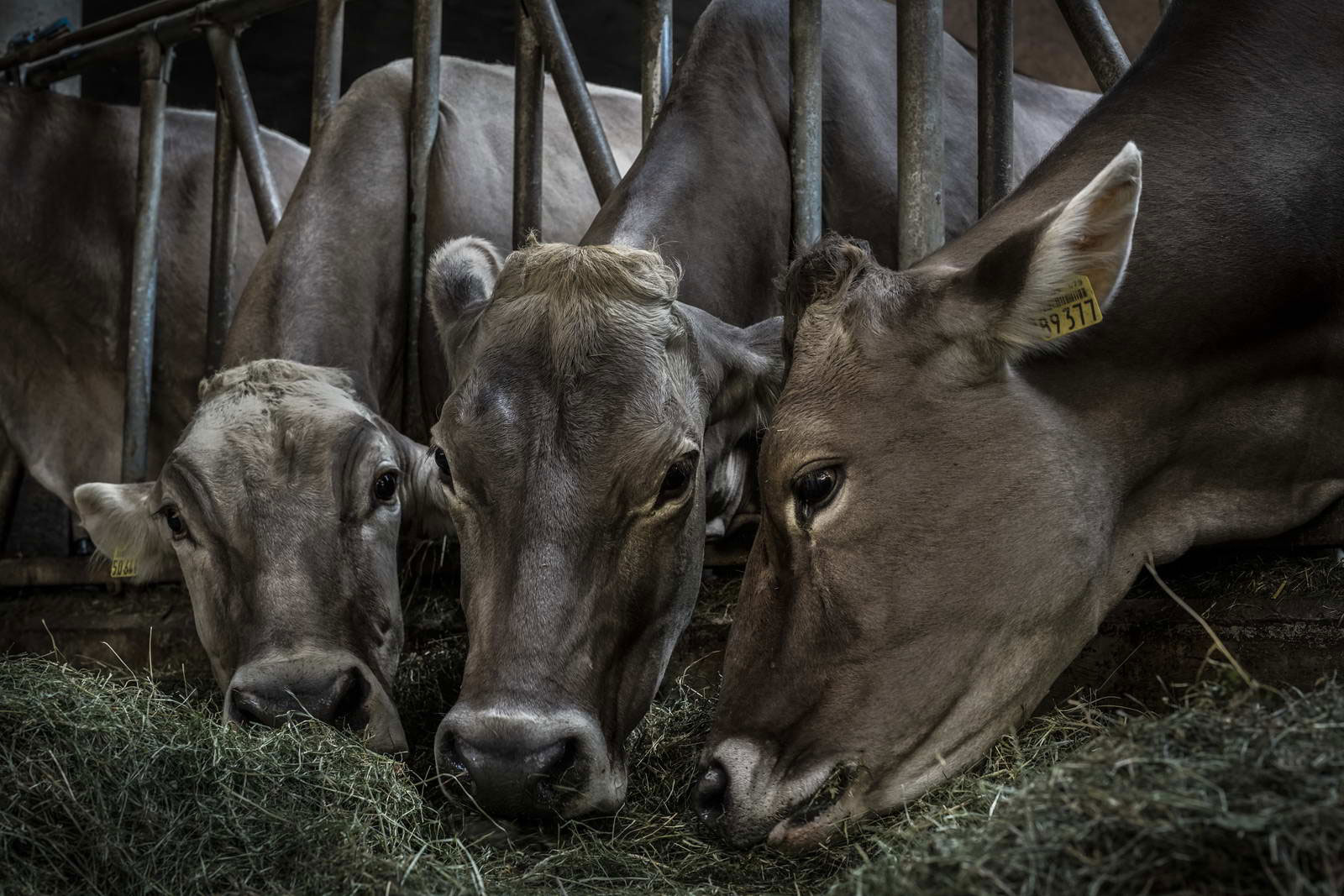 Allgäu Stall Weh 010