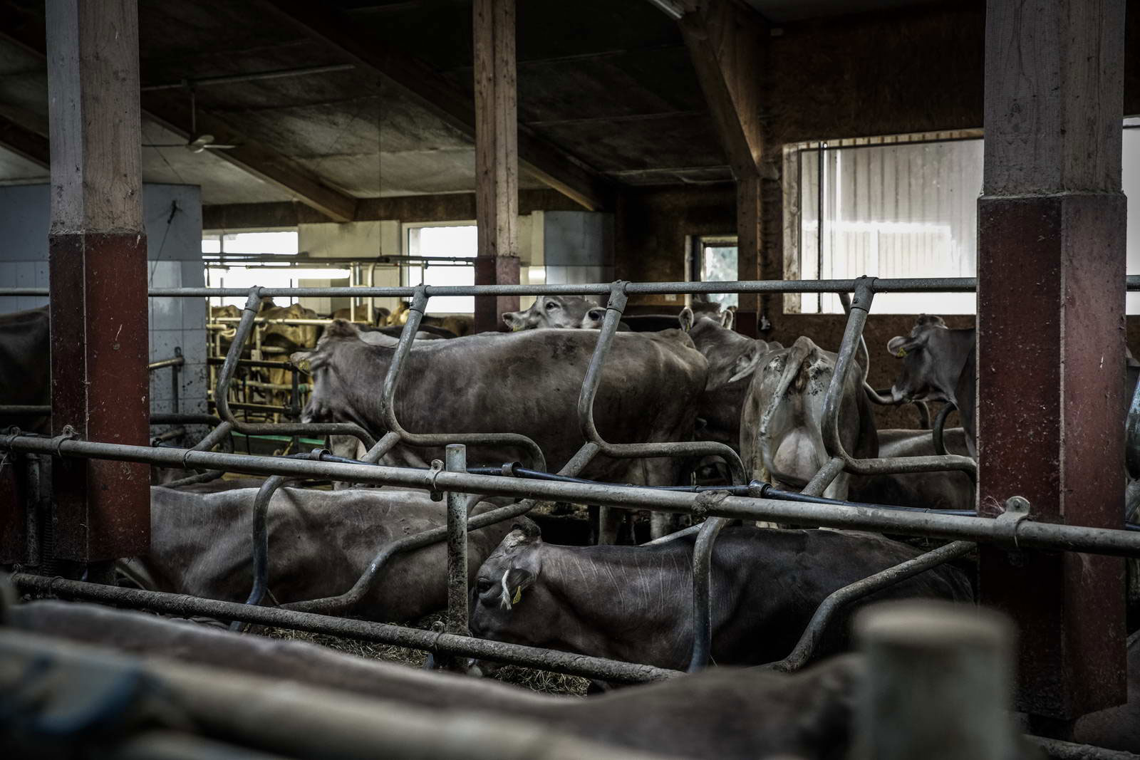 Allgäu Stall Weh 020