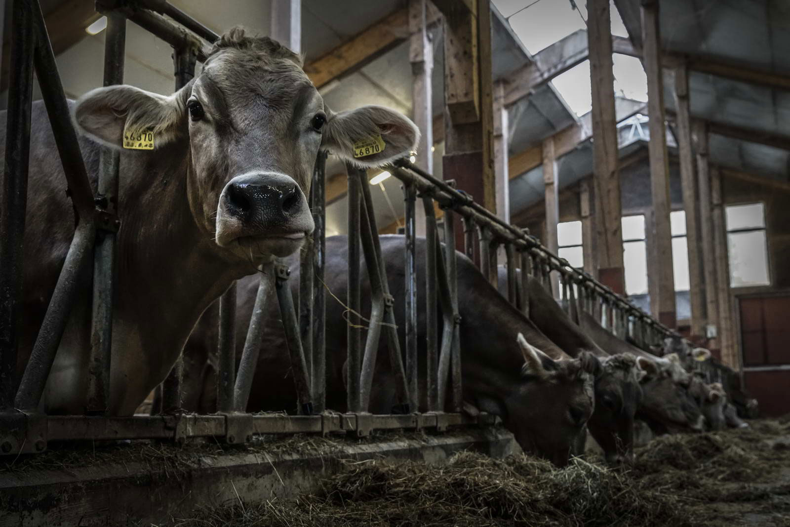 Allgäu Stall Weh 022