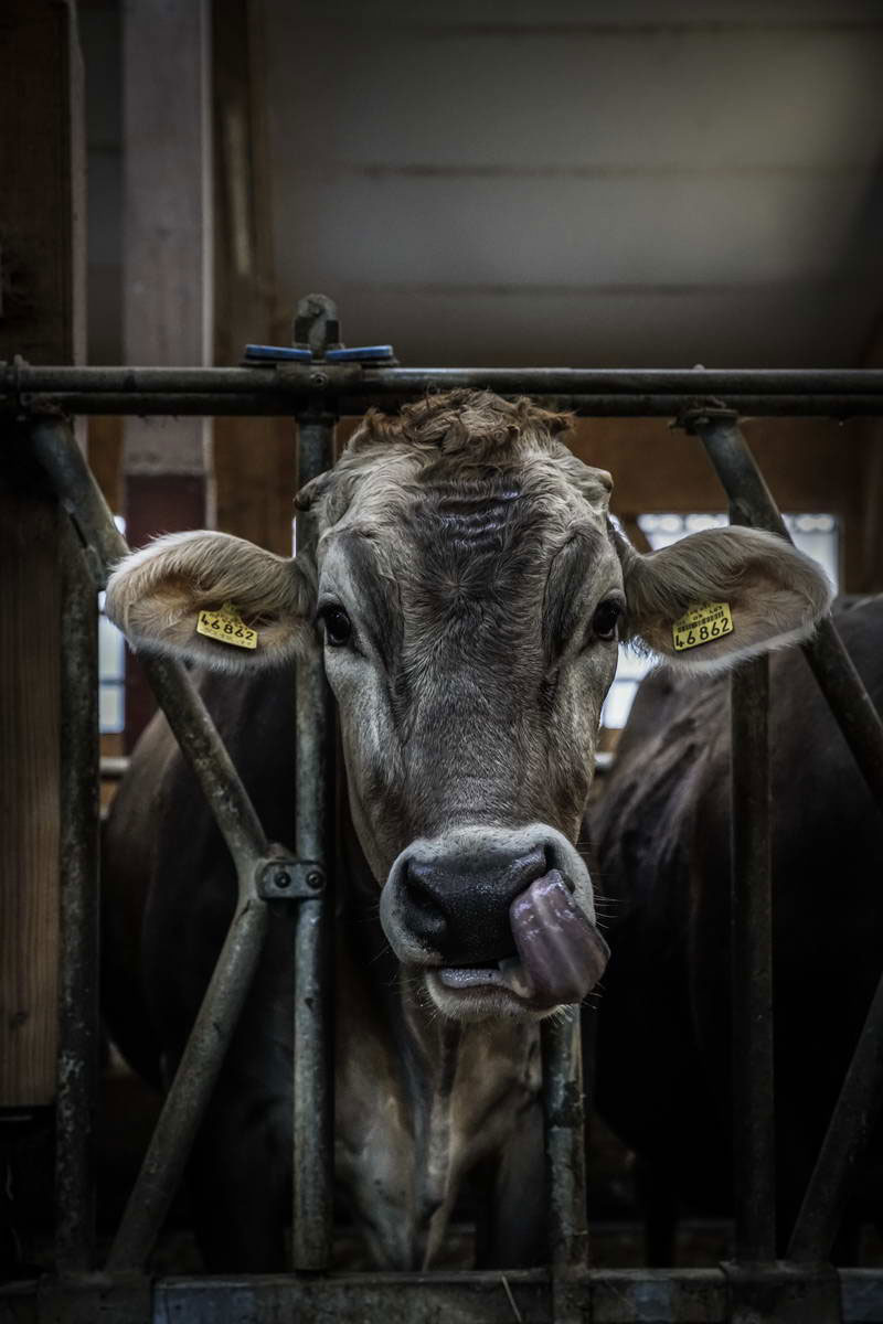 Allgäu Stall Weh 038
