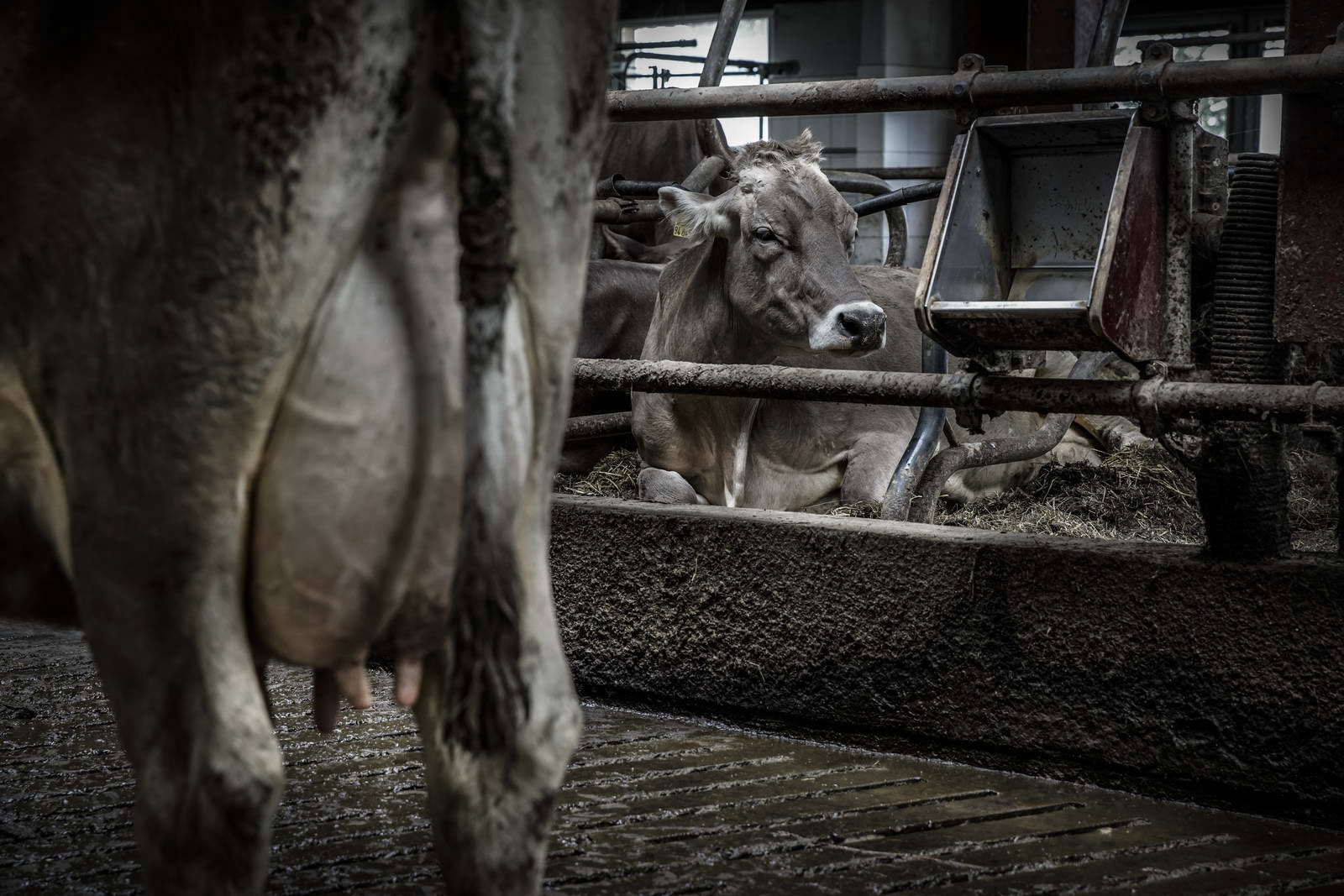 Allgäu Stall Weh 057