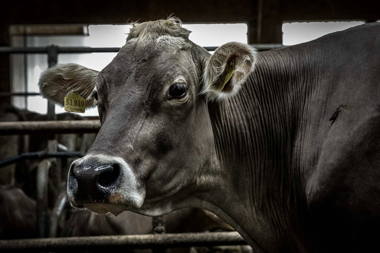 Allgäu Stall Weh 062