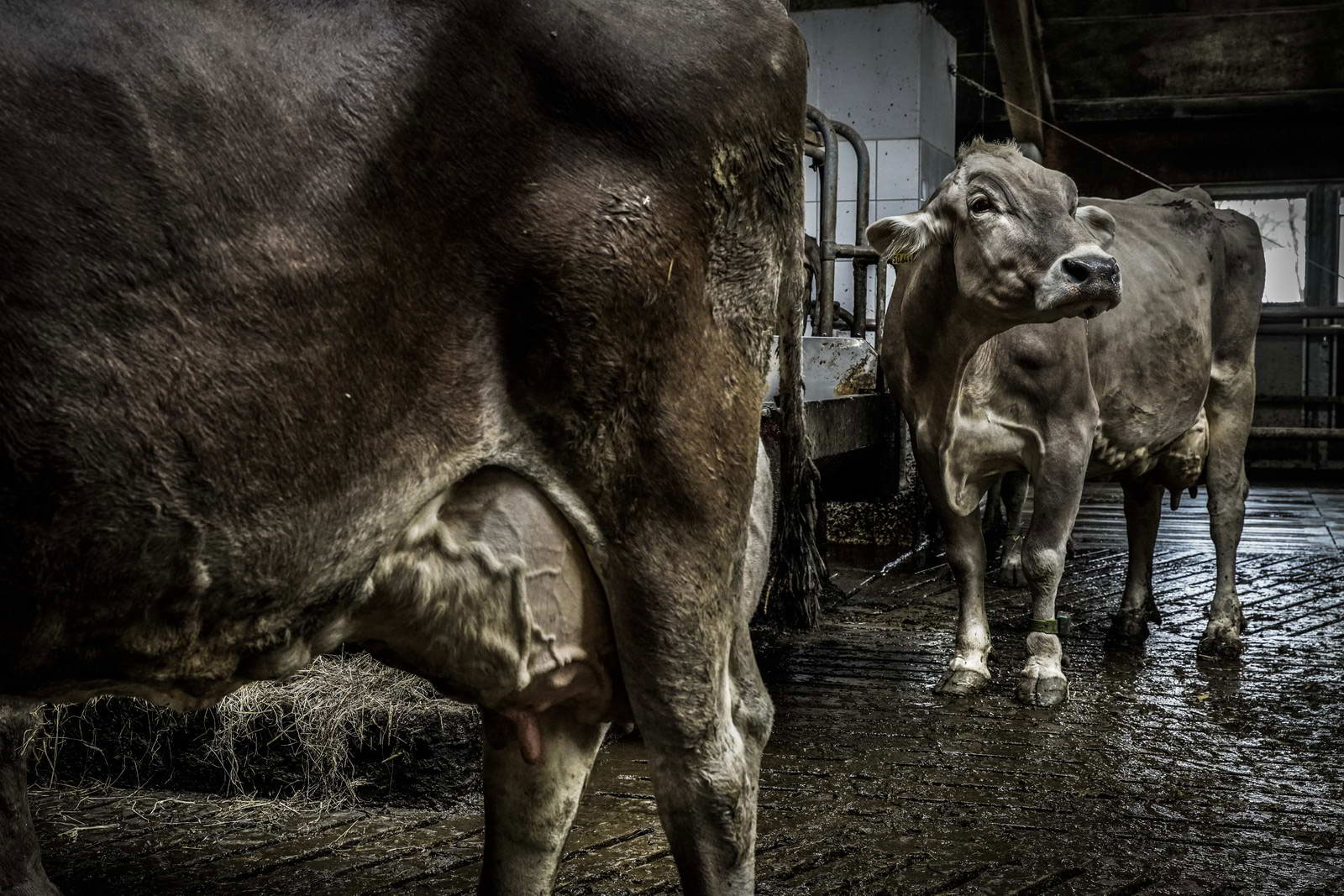 Allgäu Stall Weh 063